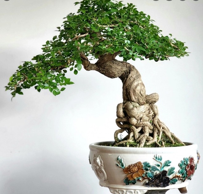 Chậu cảnh - bonsai